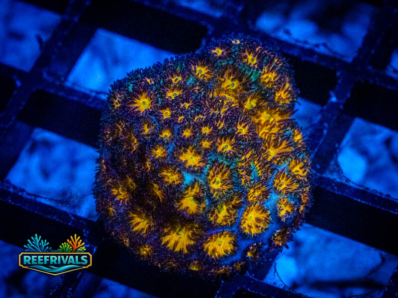 RVL Spitfire Leptastrea WYSIWYG coral image | ReefRivals RVL Spitfire Leptastrea coral image from ReefRivals, listed as Leptastrea sp. and Encrusting