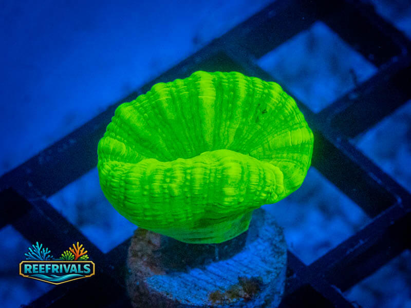 RVL Kryptonite Candy Cane coral image from ReefRivals, listed as Caulastrea sp. and LPS Branching