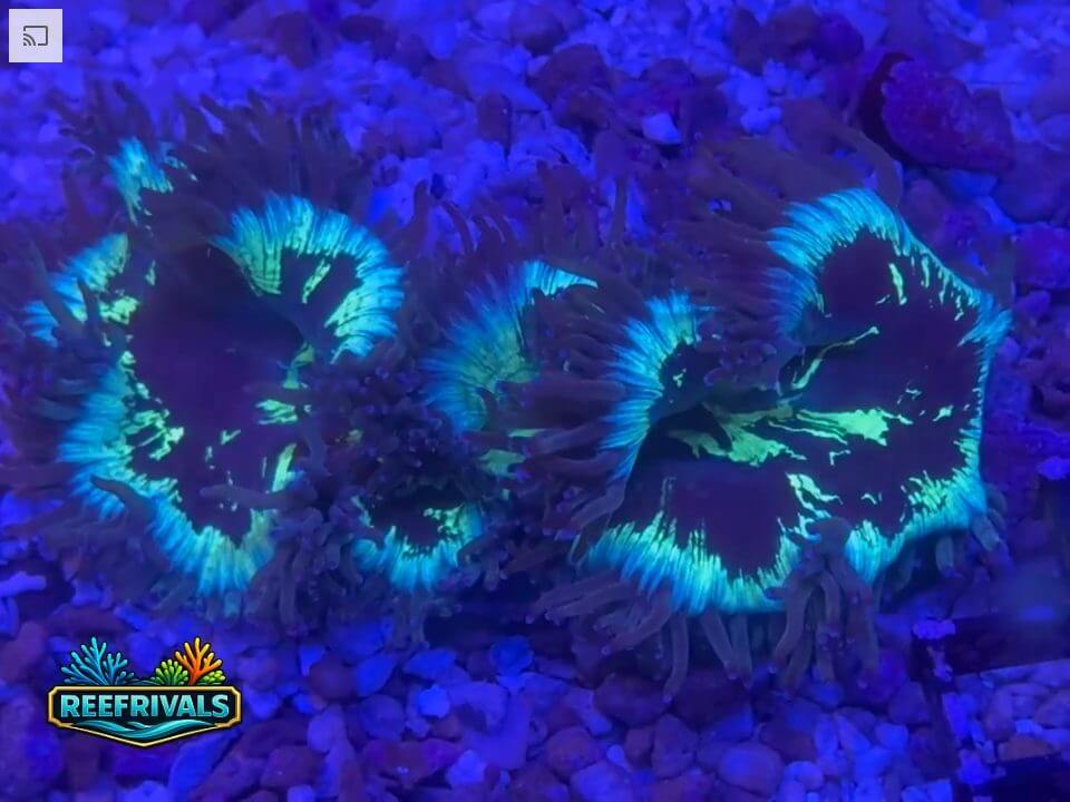 RVL Toxic Willow Elegance Coral WYSIWYG image | ReefRivals RVL Toxic Willow Elegance Coral coral image from ReefRivals, listed as Catalaphyllia jardinei and LPS Fleshy