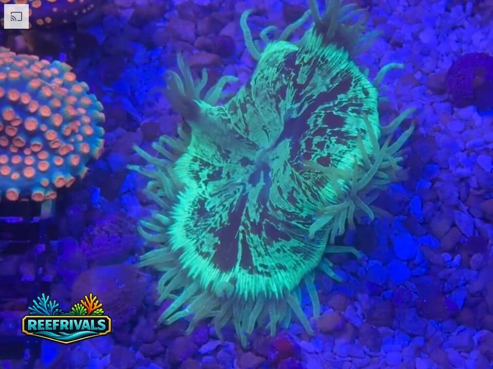 RVL Aussie Green Elegance Coral WYSIWYG image | ReefRivals RVL Aussie Green Elegance Coral coral image from ReefRivals, listed as Catalaphyllia jardinei and LPS Fleshy
