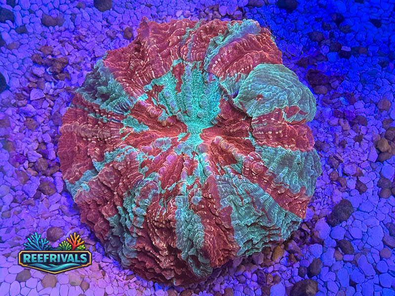 RVL Ultra Acanthos (XL) coral image from ReefRivals, listed as Acanthophyllia sp. and LPS Fleshy