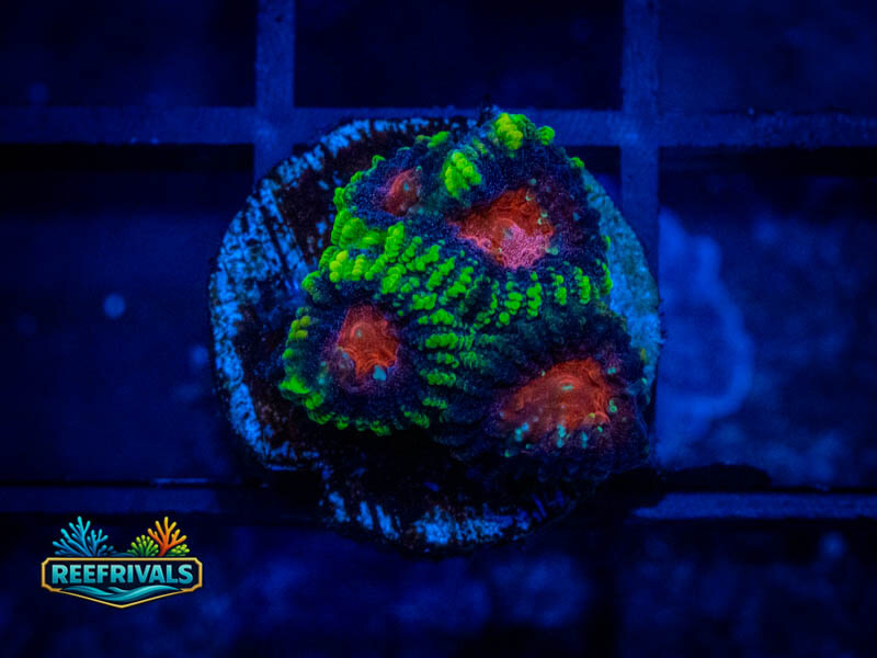 WWC Pinko De Gallo Favia WYSIWYG coral image | ReefRivals WWC Pinko De Gallo Favia coral image from ReefRivals, listed as Micromussa sp. and Favias