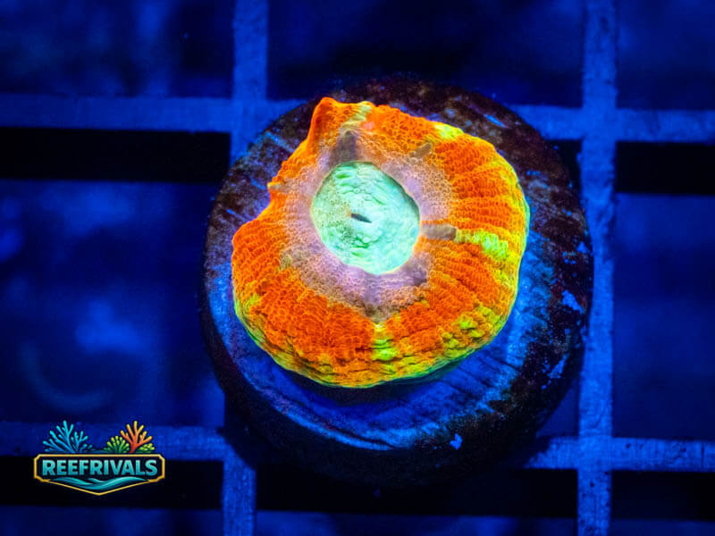 RVL Burning Ember WYSIWYG coral image | ReefRivals RVL Burning Ember coral image from ReefRivals, listed as Homophyllia sp. and LPS Fleshy