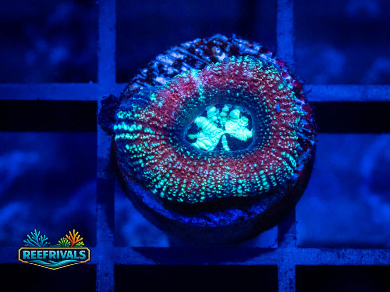 RVL Burning Ice Button Scoly coral image from ReefRivals, listed as Homophyllia sp. and LPS Fleshy