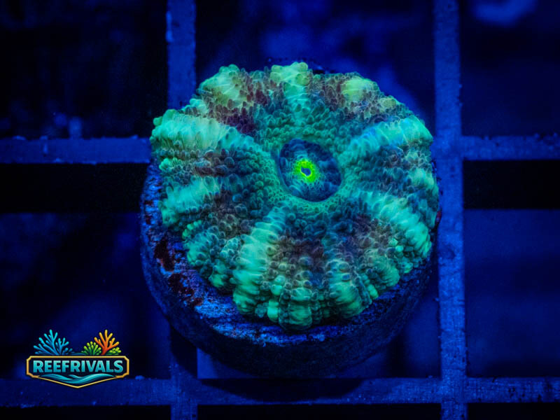 RVL Lucky #7 Button Scoly coral image from ReefRivals, listed as Homophyllia sp. and LPS Fleshy