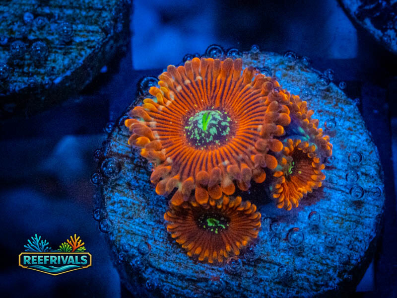 WWC Magician Zoa coral image from ReefRivals, listed as Zoanthus sp. and Zoas