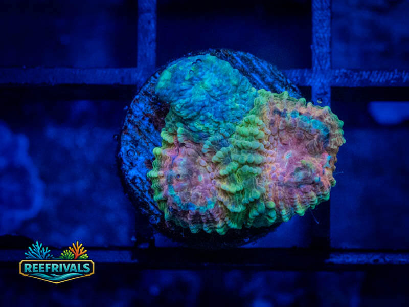 RVL Cosmo and Wanda Favia WYSIWYG coral image | ReefRivals RVL Cosmo and Wanda Favia coral image from ReefRivals, listed as Favia sp. and Favias