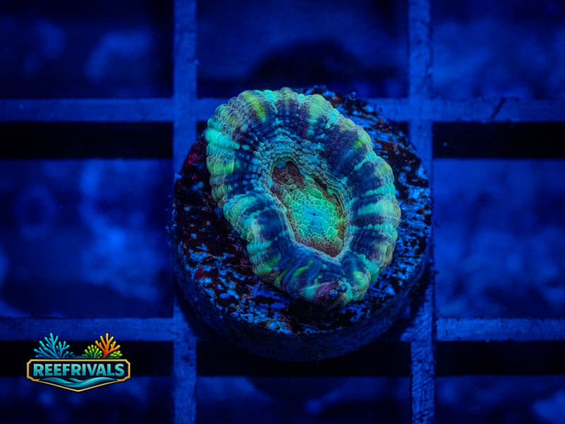 RVL Blue Ice Button Scoly coral image from ReefRivals, listed as Homophyllia sp. and LPS Fleshy