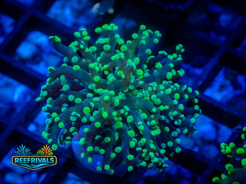TSA Green Tip Frogspawn coral image from ReefRivals, listed as Fimbriaphyllia divisa and Frogspawn