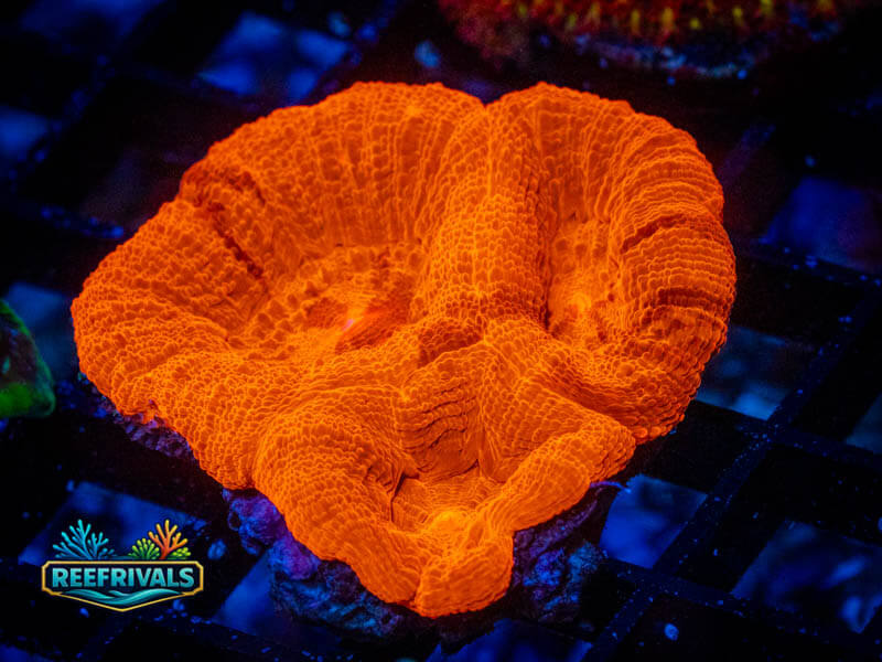 CZ Super Red Bowerbanki WYSIWYG coral image | ReefRivals CZ Super Red Bowerbanki coral image from ReefRivals, listed as Micromussa sp. and Acans