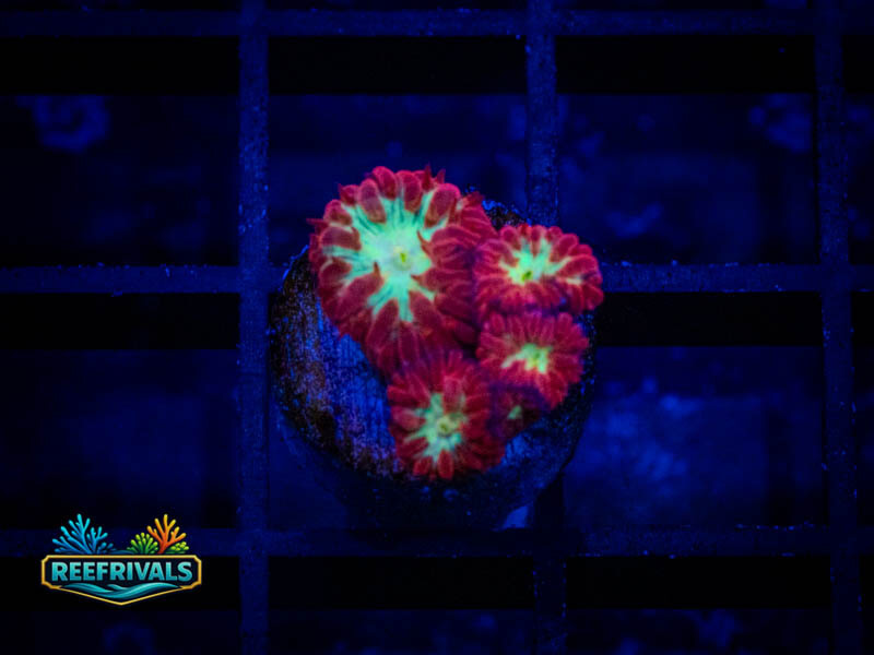 TSA Bouncing Betty Merletti Blasto WYSIWYG coral image | ReefRivals TSA Bouncing Betty Merletti Blasto coral image from ReefRivals, listed as Blastomussa sp. and LPS Fleshy