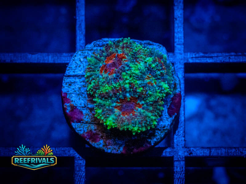 RVL Christmas Acan Lord WYSIWYG coral image | ReefRivals RVL Christmas Acan Lord coral image from ReefRivals, listed as Micromussa sp. and Acans