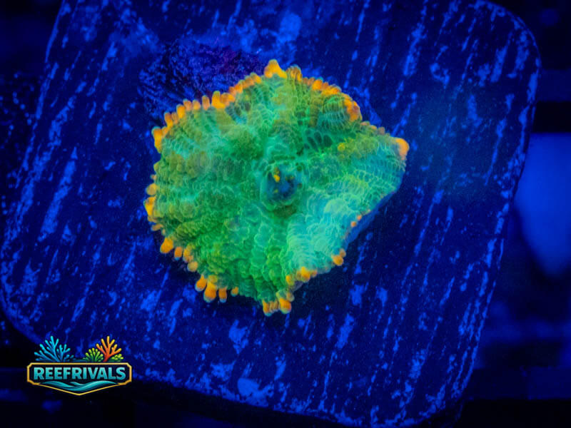 CS Tequila Rhodactis Mushroom WYSIWYG coral image | ReefRivals CS Tequila Rhodactis Mushroom coral image from ReefRivals, listed as Rhodactis spp. and Mushrooms