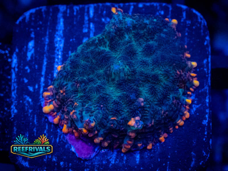 TG Artic Fire Rhodactis Mushroom coral image from ReefRivals, listed as Rhodactis spp. and Mushrooms
