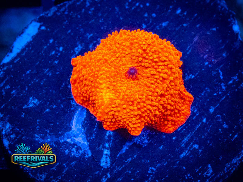 CC Fireball Mushroom coral image from ReefRivals, listed as Discosoma spp. and Mushrooms