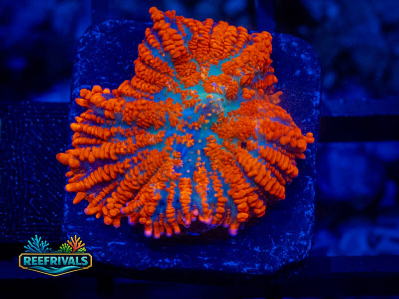 TSA Superman Rhodactis Mushroom coral image from ReefRivals, listed as Rhodactis spp. and Mushrooms