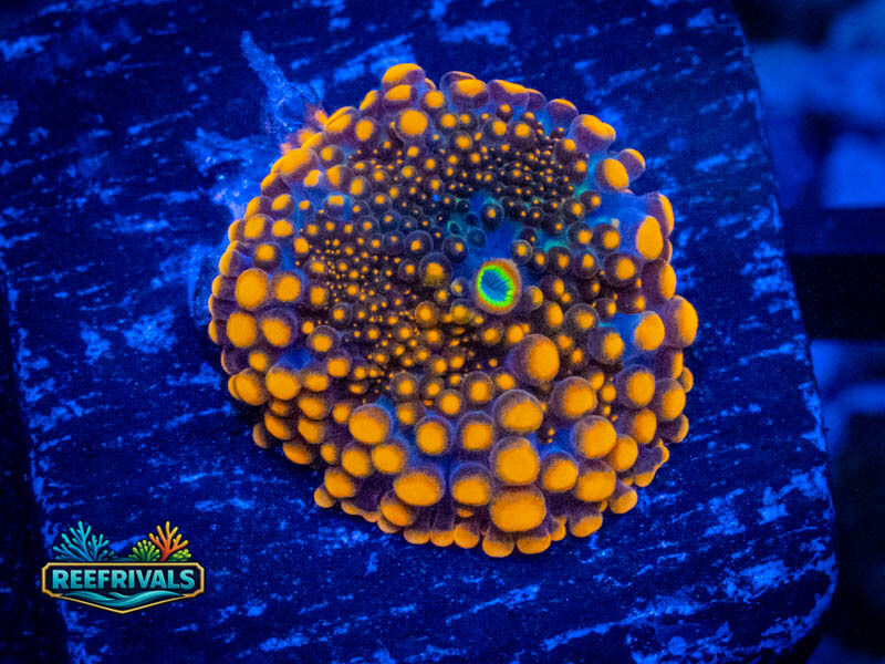 Ricordea yuma bounce Mushroom WYSIWYG coral image | ReefRivals Ricordea yuma bounce Mushroom coral image from ReefRivals, listed as Ricordea yuma and Mushrooms