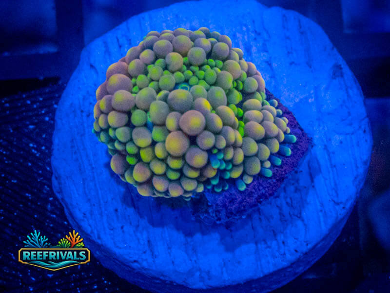 VA Rainbow Ricordea florida Mushroom WYSIWYG coral image | ReefRivals VA Rainbow Ricordea florida Mushroom coral image from ReefRivals, listed as Ricordea florida and Mushrooms