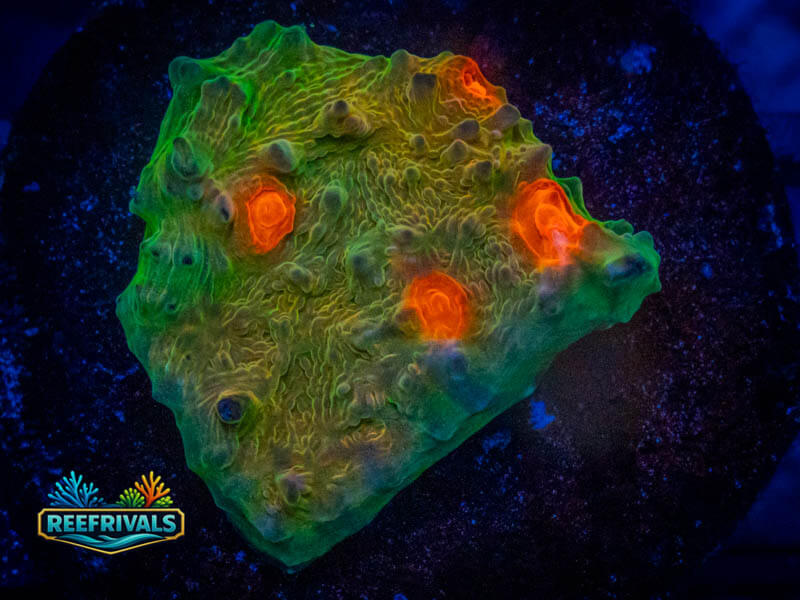 CC Pumpkin Head Chalice WYSIWYG coral image | ReefRivals CC Pumpkin Head Chalice coral image from ReefRivals, listed as Echinophyllia sp. and Chalices