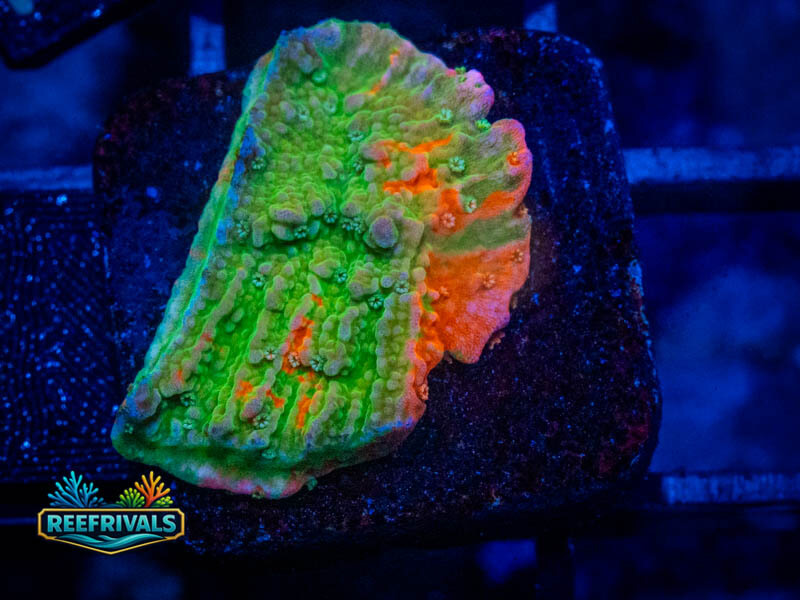 WWC Grafted Monti coral image from ReefRivals, listed as Montipora sp. and Montis