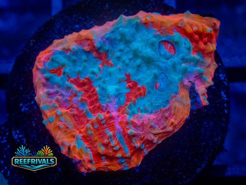TSA Calypso Chalice coral image from ReefRivals, listed as Echinophyllia sp. and Chalices