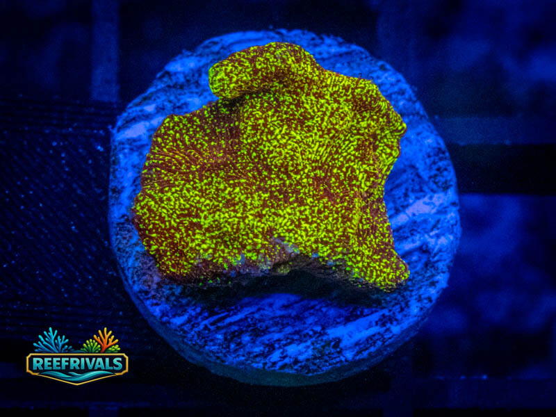 BSA Sun God Lepto WYSIWYG coral image | ReefRivals BSA Sun God Lepto coral image from ReefRivals, listed as Leptoseris sp. and Encrusting