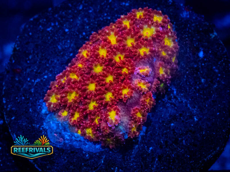 TSA Raspberry Limeade Goni WYSIWYG coral image | ReefRivals TSA Raspberry Limeade Goni coral image from ReefRivals, listed as Goniopora sp. and Gonis