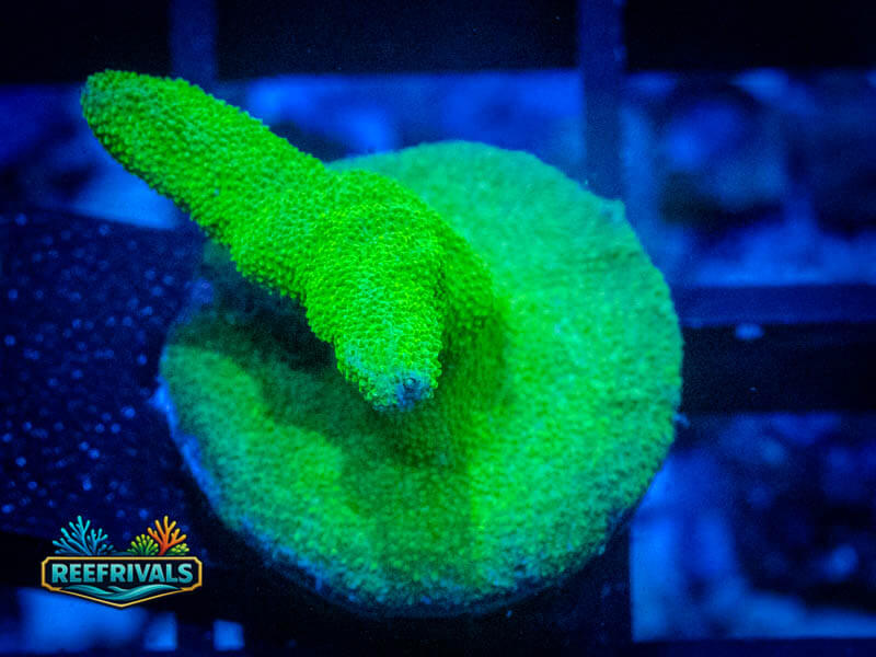 Green Branching Psammocora WYSIWYG coral image | ReefRivals Green Branching Psammocora coral image from ReefRivals, listed as Psammocora sp. and Encrusting