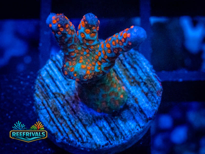 RVL Bubblegum Montipora coral image from ReefRivals, listed as Montipora sp. and Montis