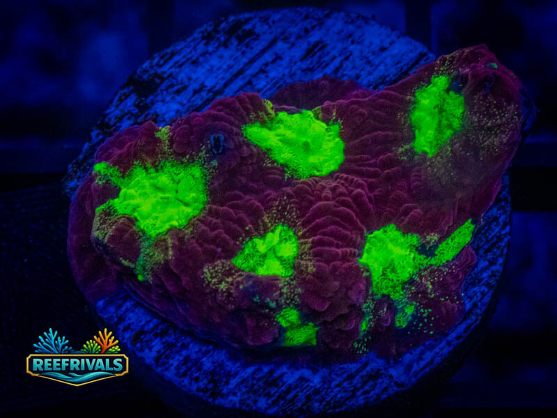 RVL Purple Rain Favia WYSIWYG coral image | ReefRivals RVL Purple Rain Favia coral image from ReefRivals, listed as Favia sp. and Favias