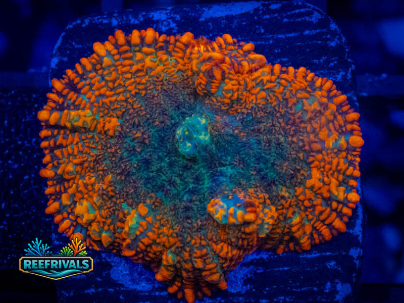Forrest Fire Rhodactis Mushroom coral image from ReefRivals, listed as Rhodactis spp. and Mushrooms