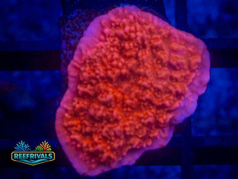 Red Monti coral image from ReefRivals, listed as Montipora sp. and Montis