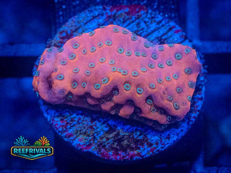 TSA Silver Bullet Monti WYSIWYG coral image | ReefRivals TSA Silver Bullet Monti coral image from ReefRivals, listed as Montipora sp. and Montis