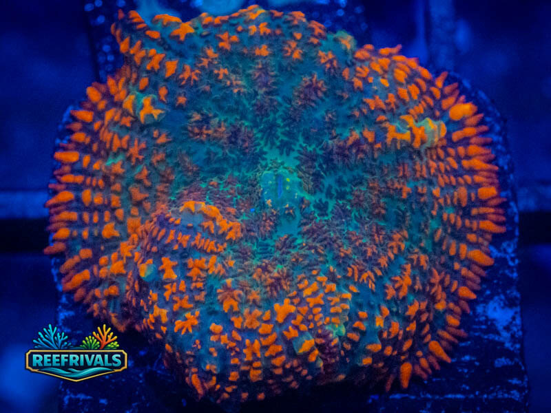 TG Space Plate Mushroom coral image from ReefRivals, listed as Rhodactis spp. and Mushrooms