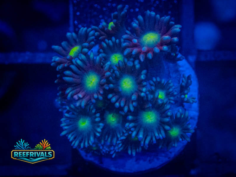 KK Lemon Drop Goni coral image from ReefRivals, listed as Goniopora sp. and Gonis