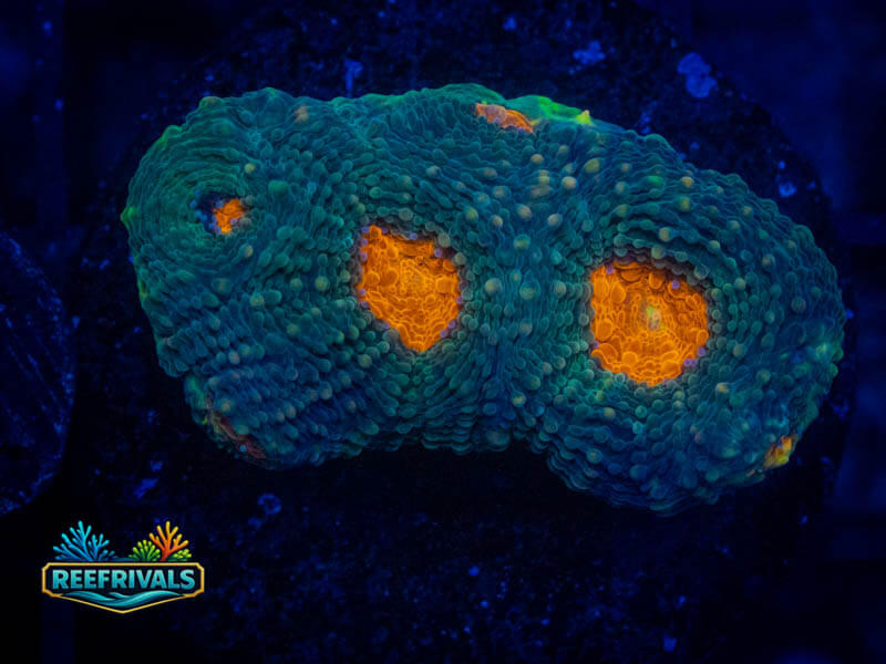 Orange Pop Acan WYSIWYG coral image | ReefRivals Orange Pop Acan coral image from ReefRivals, listed as Micromussa sp. and Acans