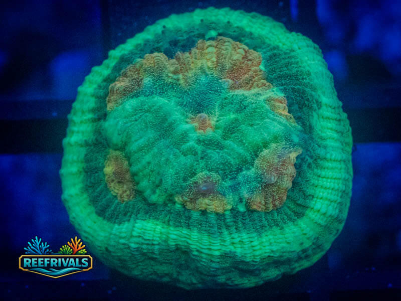 FCS Irish Spring Favia WYSIWYG coral image | ReefRivals FCS Irish Spring Favia coral image from ReefRivals, listed as Favia sp. and Favias