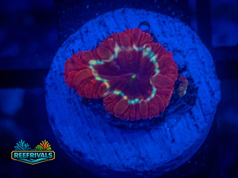 TRSC Fire Ring Blasto coral image from ReefRivals, listed as Blastomussa sp. and LPS Fleshy