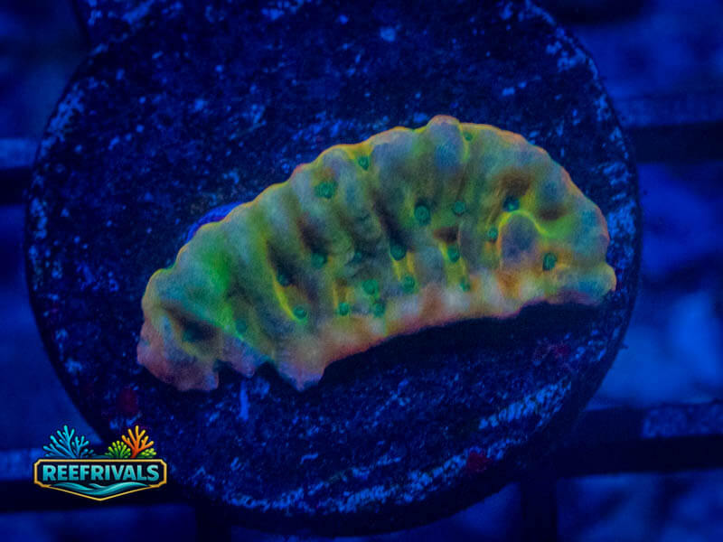 JF Beach Bum Monti coral image from ReefRivals, listed as Montipora sp. and Montis