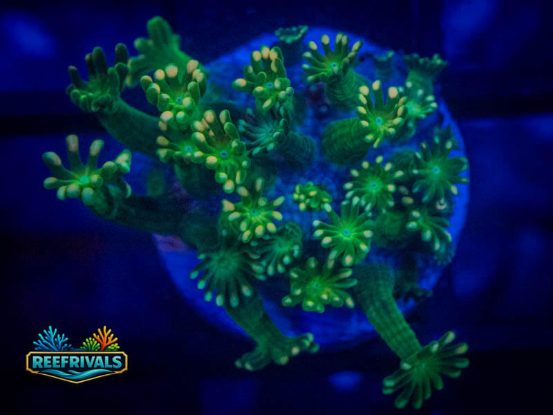 R2R Irish Goni WYSIWYG coral image | ReefRivals R2R Irish Goni coral image from ReefRivals, listed as Goniopora sp. and Gonis