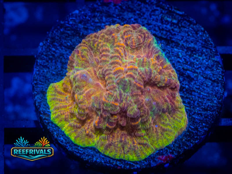 JF Jack O Lantern Lepto WYSIWYG coral image | ReefRivals JF Jack O Lantern Lepto coral image from ReefRivals, listed as Leptoseris sp. and Encrusting