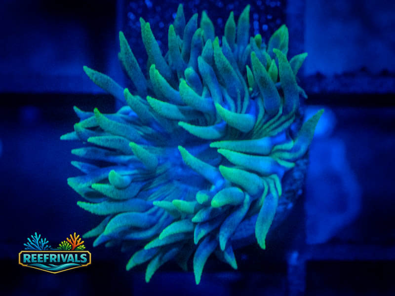 RVL Icey Duncan coral image from ReefRivals, listed as Duncanopsammia axifuga and Duncans