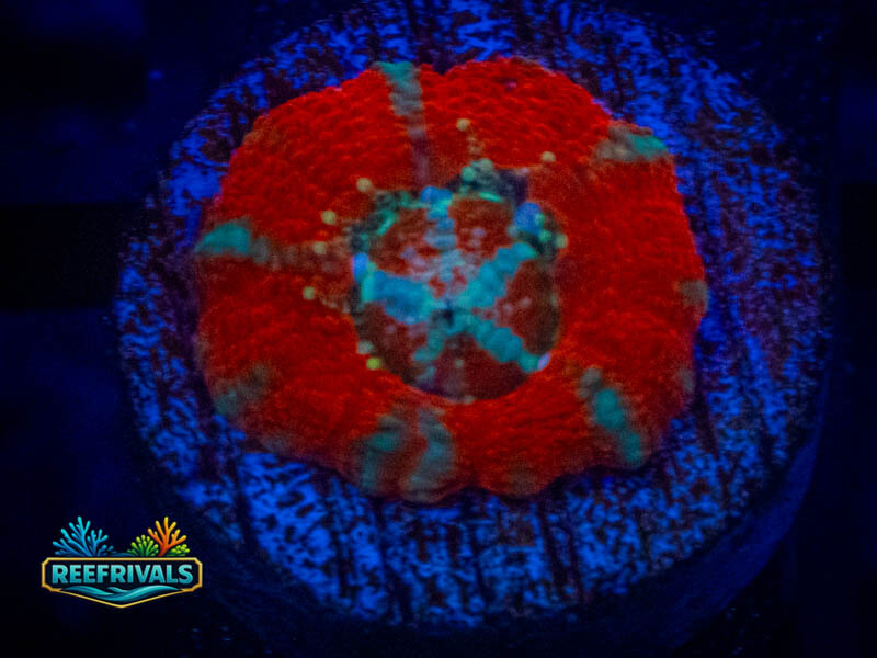 RVL Splatter Scoly coral image from ReefRivals, listed as Homophyllia sp. and LPS Fleshy