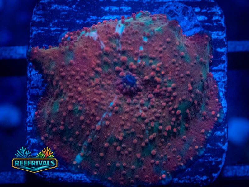 RVL Horned Mushroom coral image from ReefRivals, listed as Discosoma spp. and Mushrooms