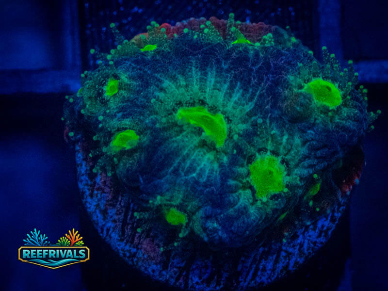 RVL Toxic Favia coral image from ReefRivals, listed as Favia sp. and Favias
