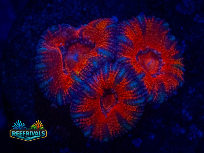 RVL Spiderman Acan Lord WYSIWYG coral image | ReefRivals RVL Spiderman Acan Lord coral image from ReefRivals, listed as Micromussa sp. and Acans