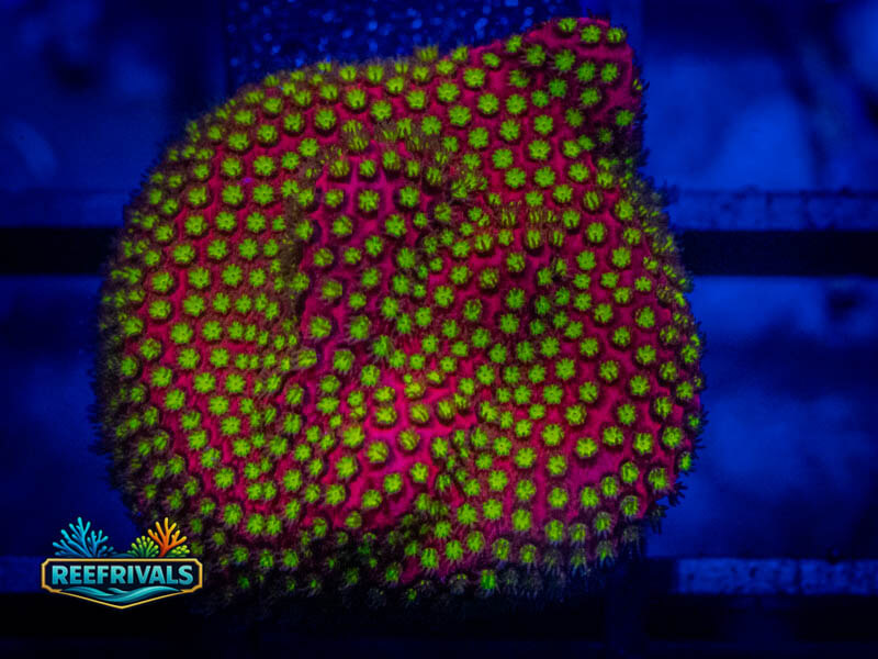 WWC Electric Daisy Stylocoeniella WYSIWYG coral image | ReefRivals WWC Electric Daisy Stylocoeniella coral image from ReefRivals, listed as Stylocoeniella spp. and Encrusting