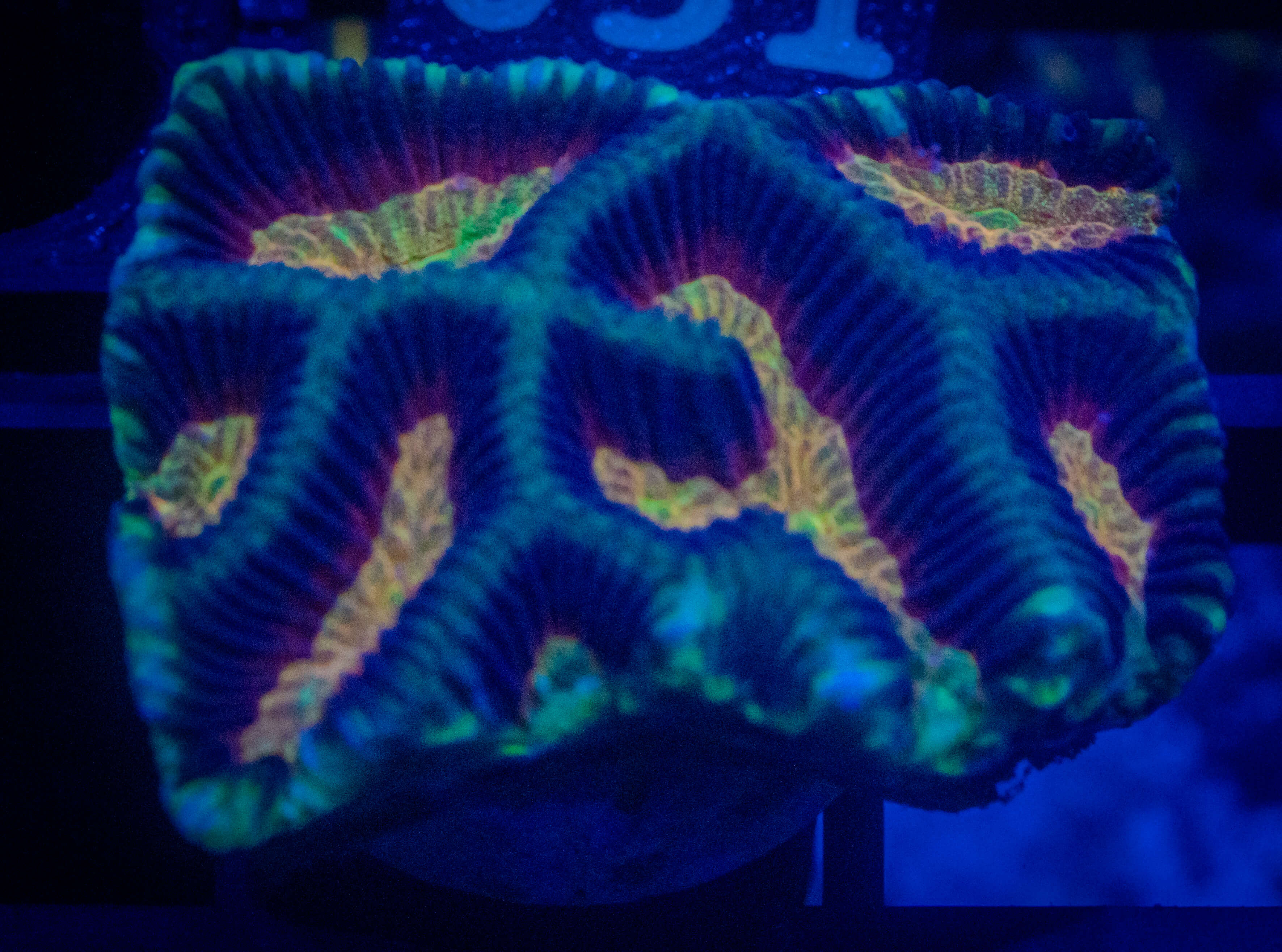 RVL Ultra Maze Platy coral image from ReefRivals, listed as Platygyra sp. and Encrusting