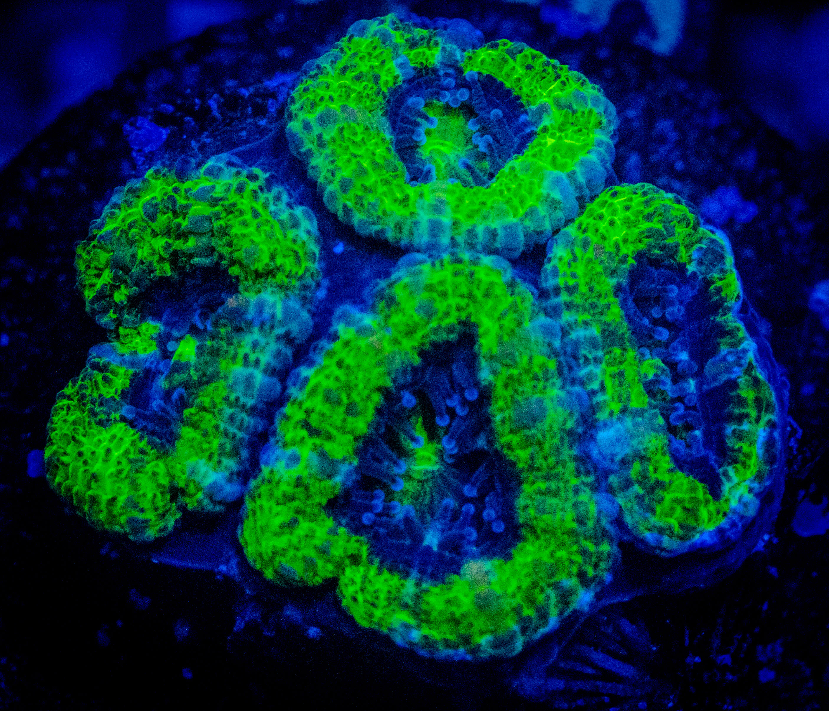 WWC The Hulk Acan Lord WYSIWYG coral image | ReefRivals WWC The Hulk Acan Lord coral image from ReefRivals, listed as Micromussa sp. and Acans