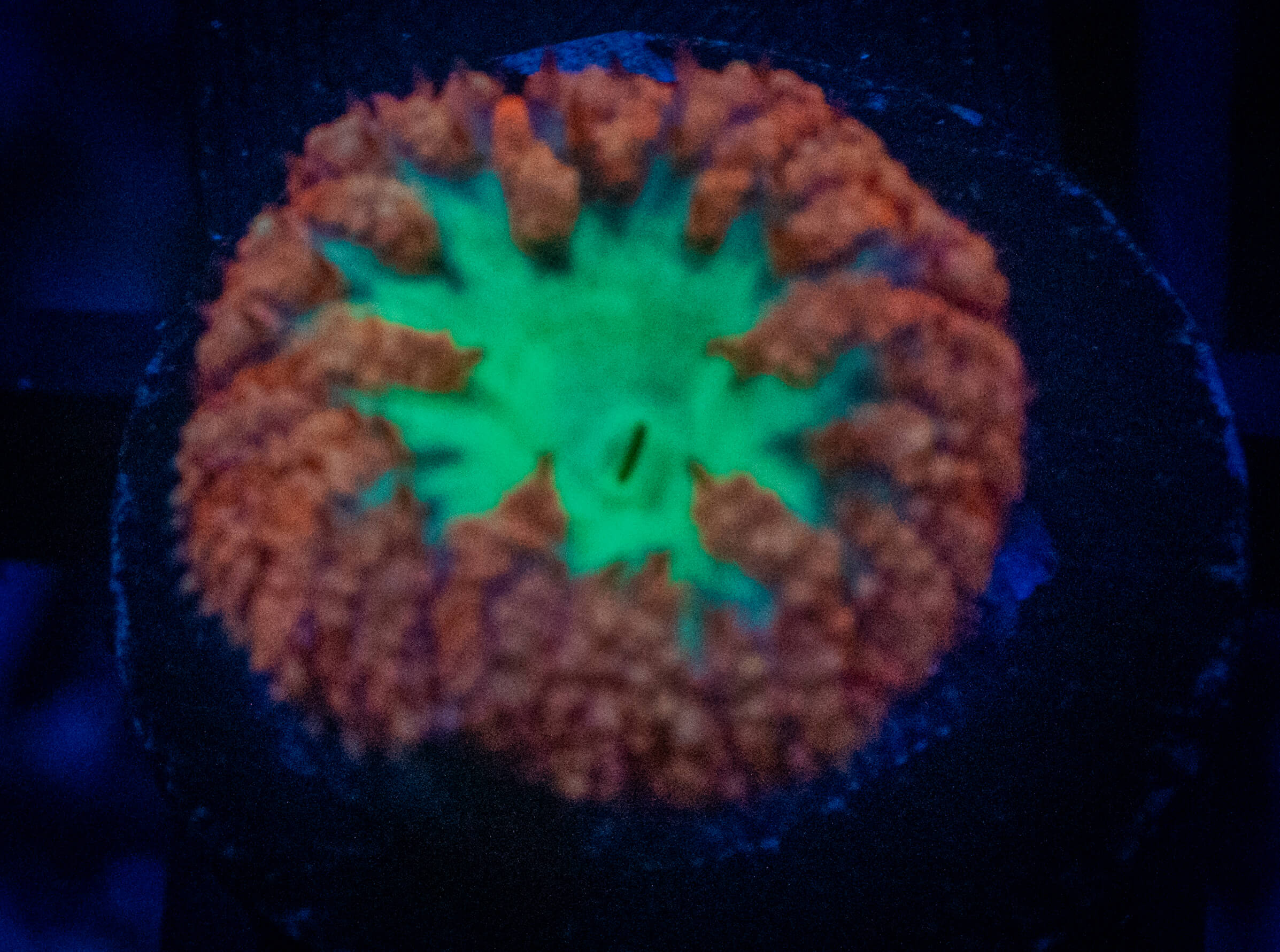 TG Candy Apple Blasto coral image from ReefRivals, listed as Blastomussa sp. and LPS Fleshy